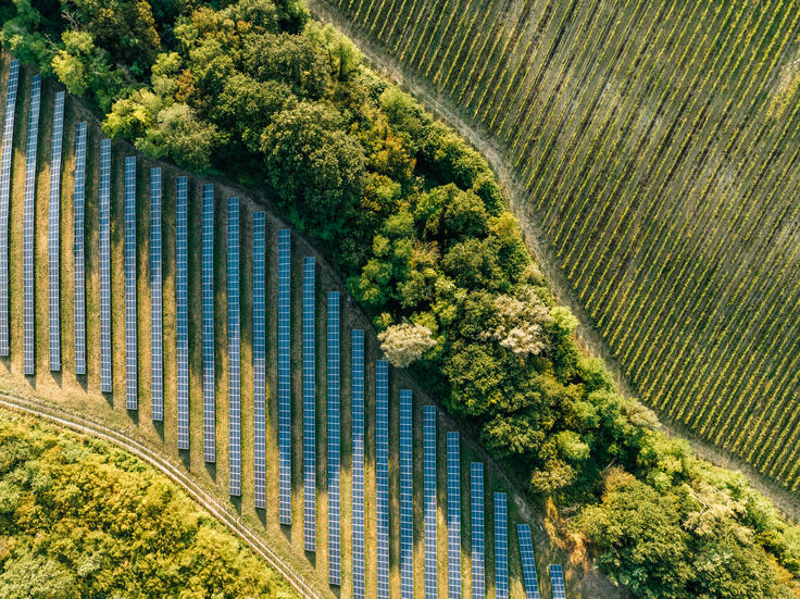 Solar panels in a field beside a dense row of trees, aerial view.